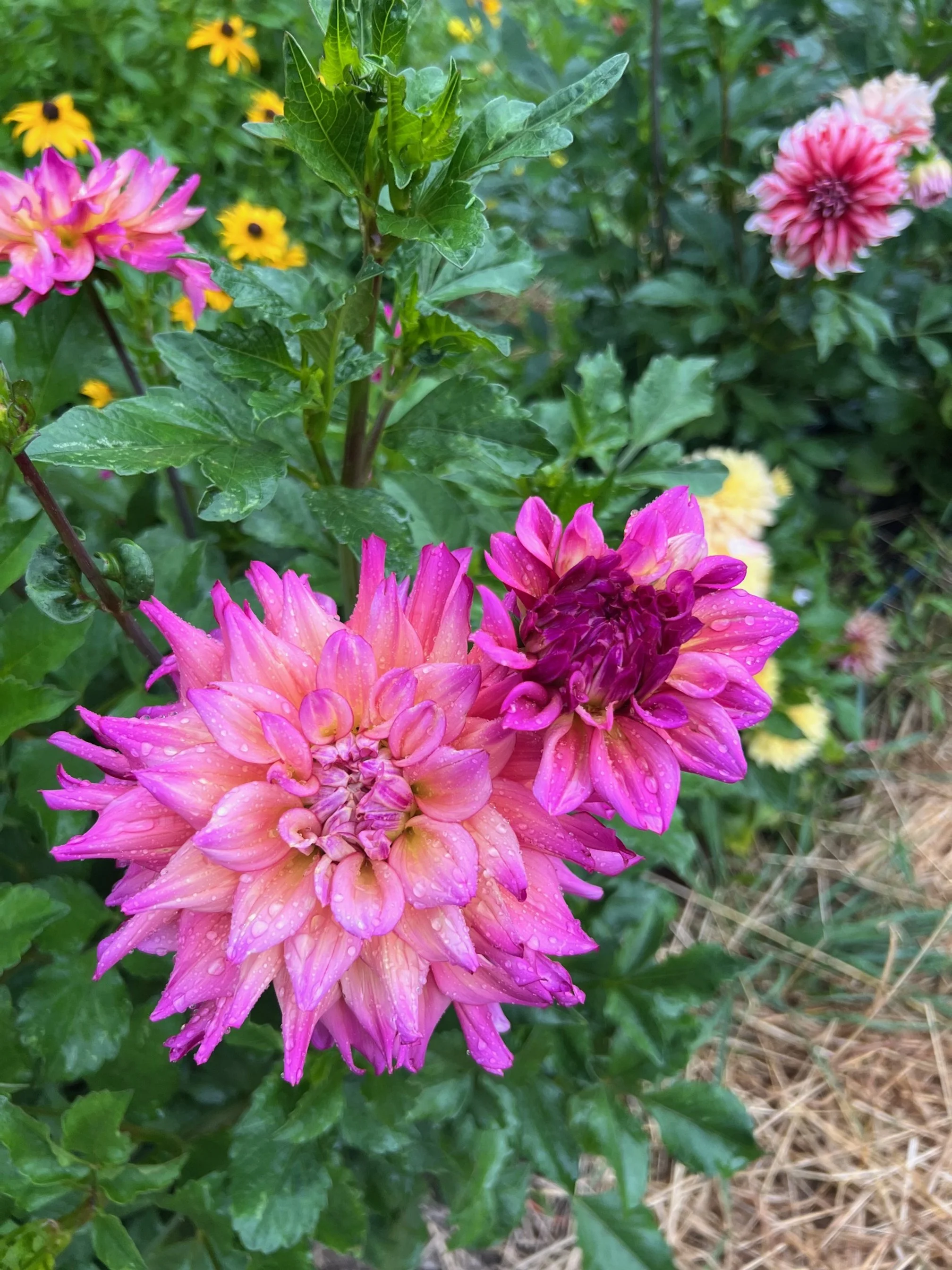 Pink and purple flowers with raindrops on petals, surrounded by green leaves and other colorful flowers in the background.