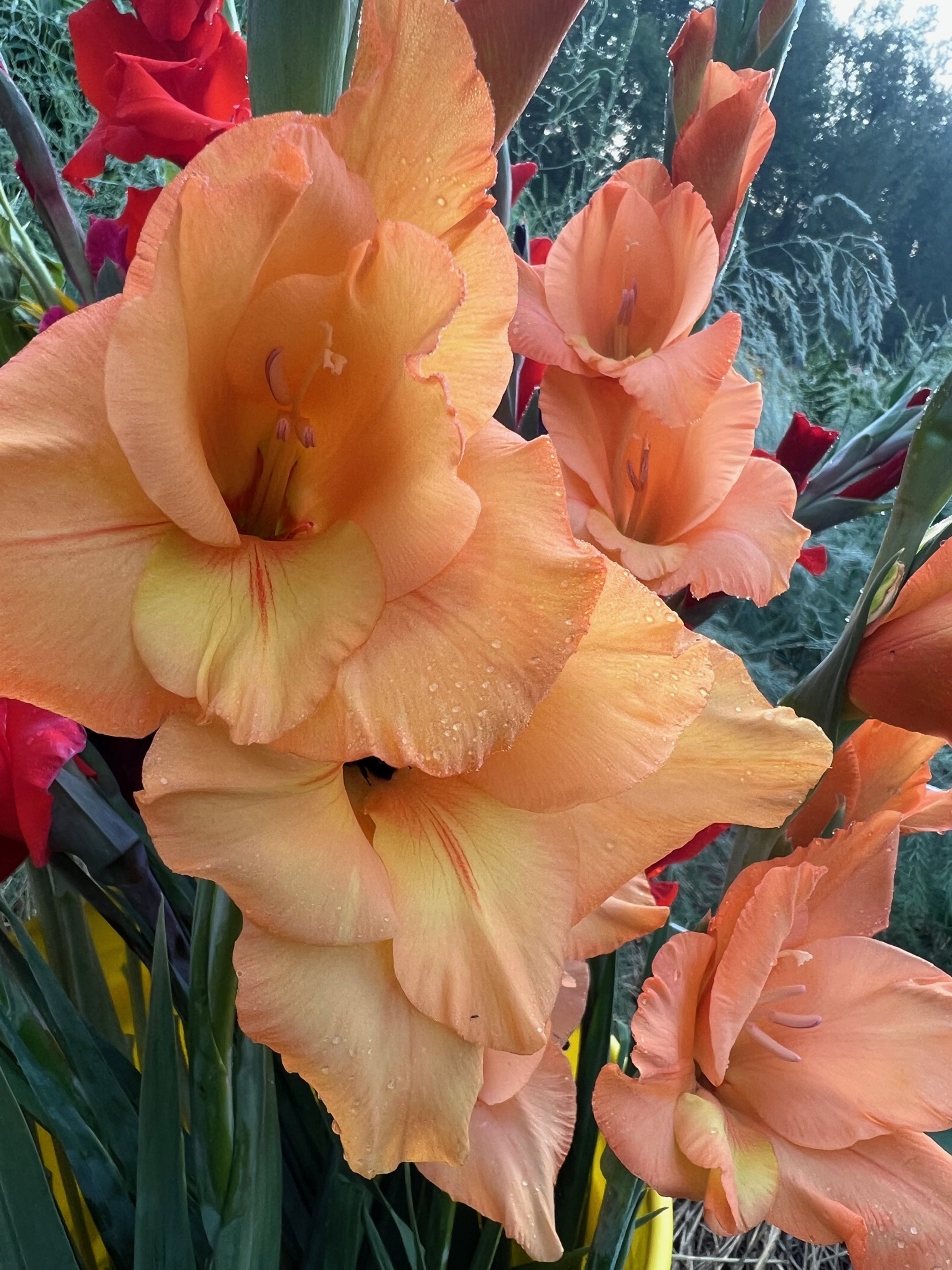 Close-up of peach-colored gladiolus flowers with water droplets on petals, in a garden setting.