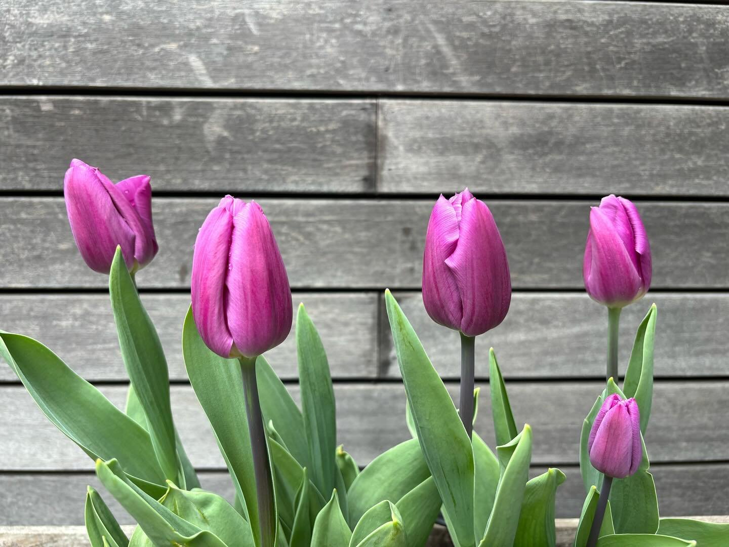 Tulip &lsquo;violet prince&rsquo;
