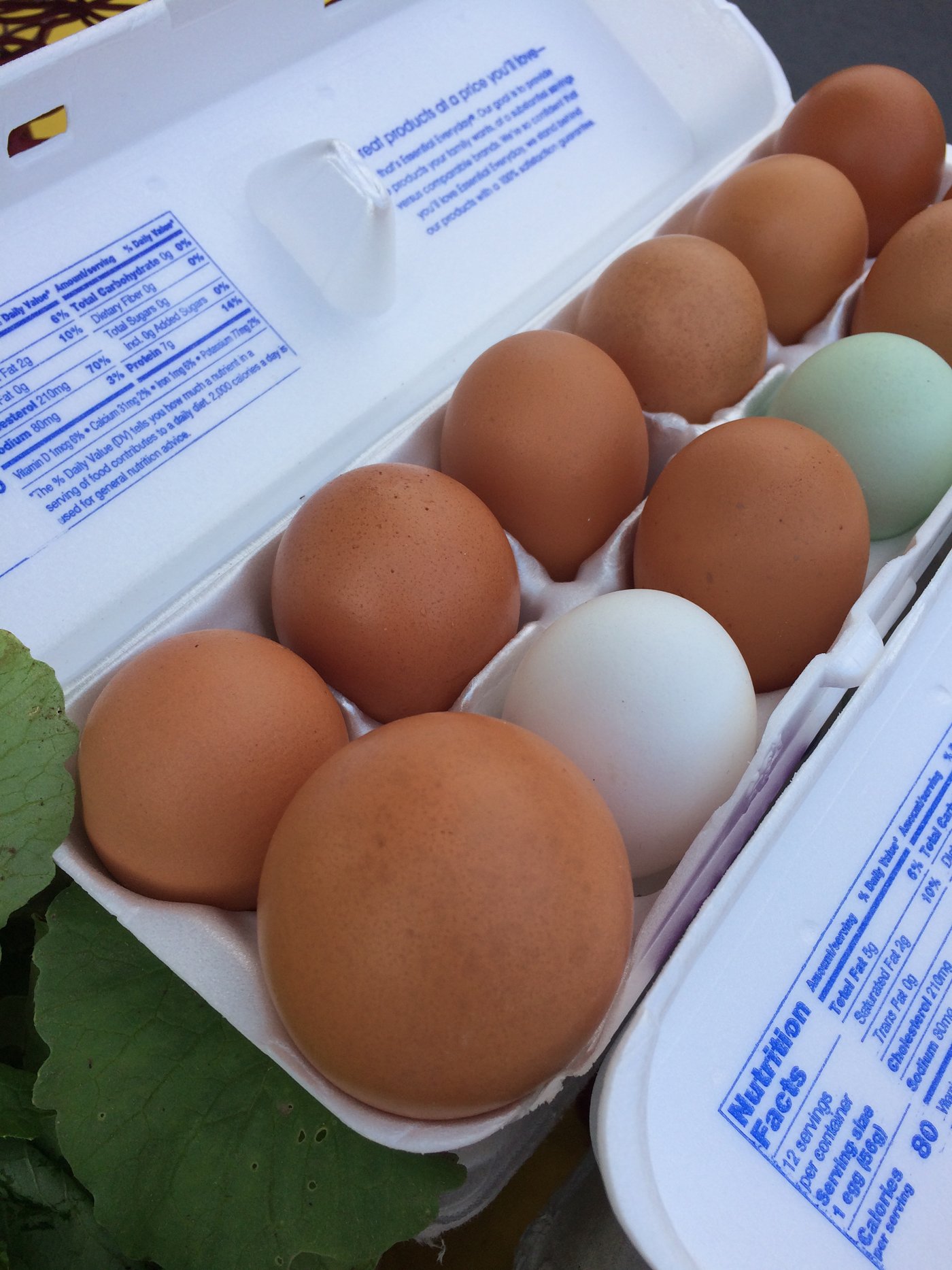 eggs in box 72r.jpg