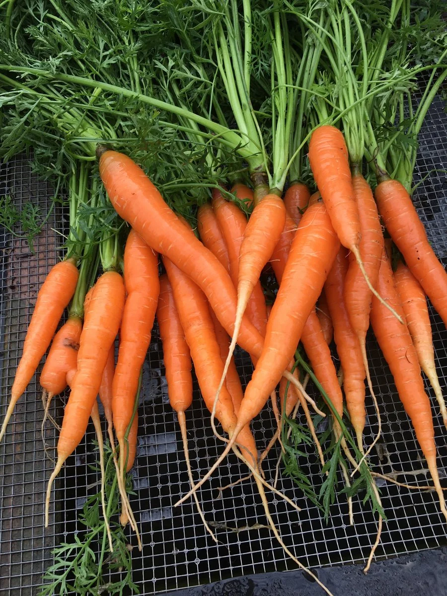Carrots