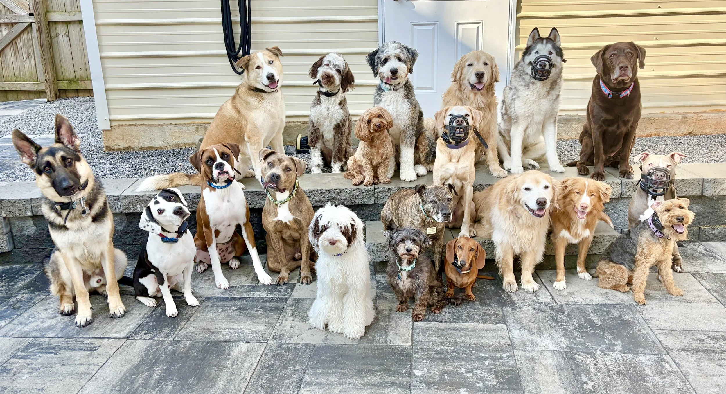 The Three C’s of Dog Training: The Philosophy Behind The EveryDay K9