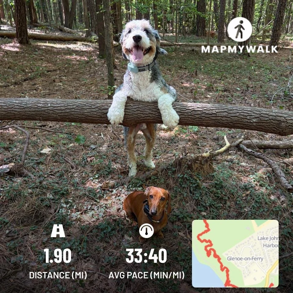 Communication: Learning to Speak Your Dog’s Language (Part 2 of 5)