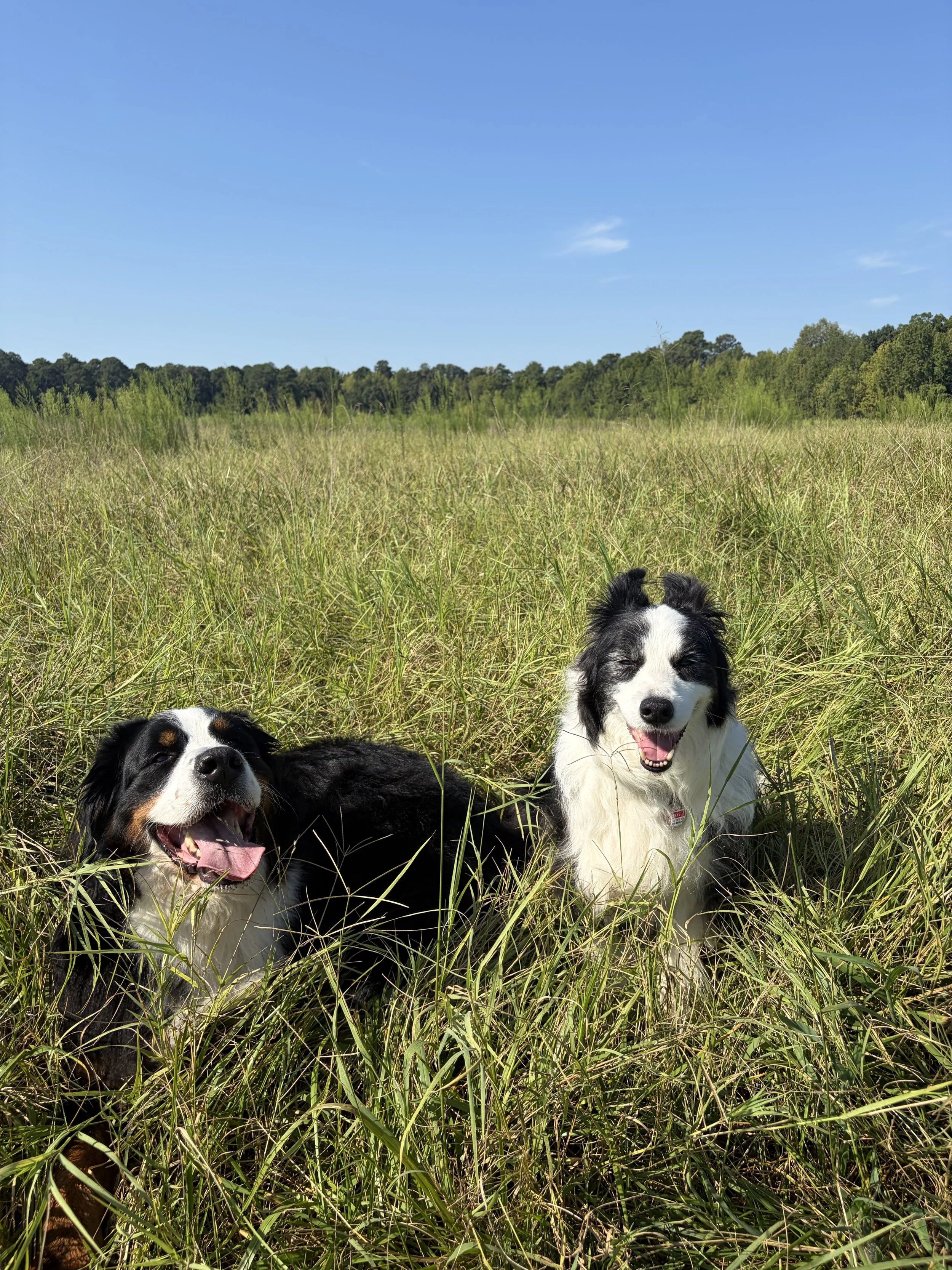 Collaboration: Because Raising a Great Dog Was Never Meant to Be Done Alone (Part 4 of 5)