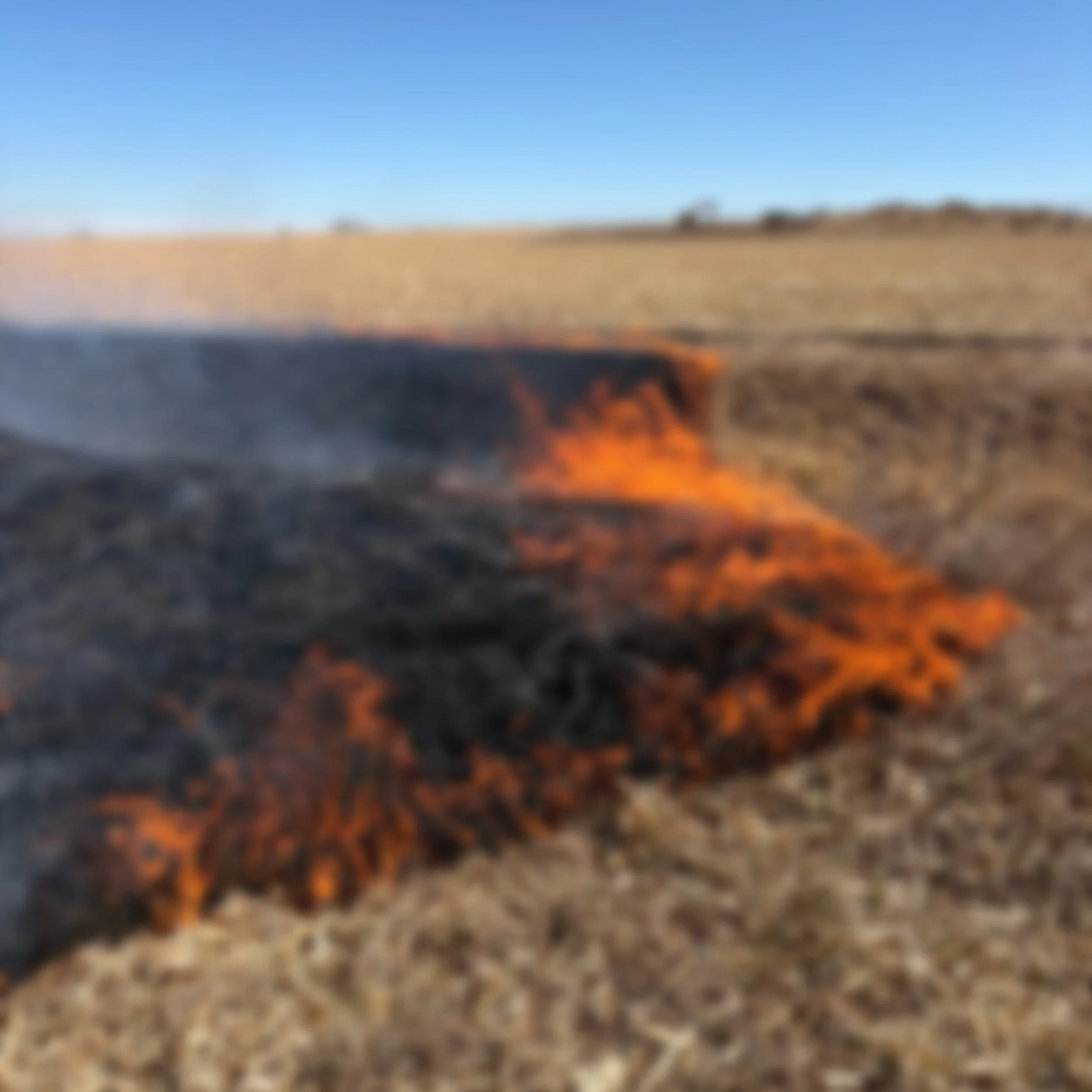 trauma healing burned field Colorado