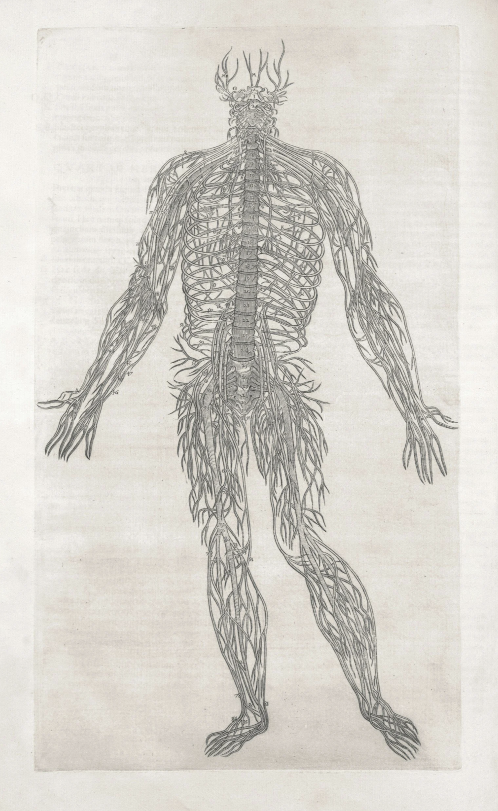 Illustration of the human nervous system and trauma response