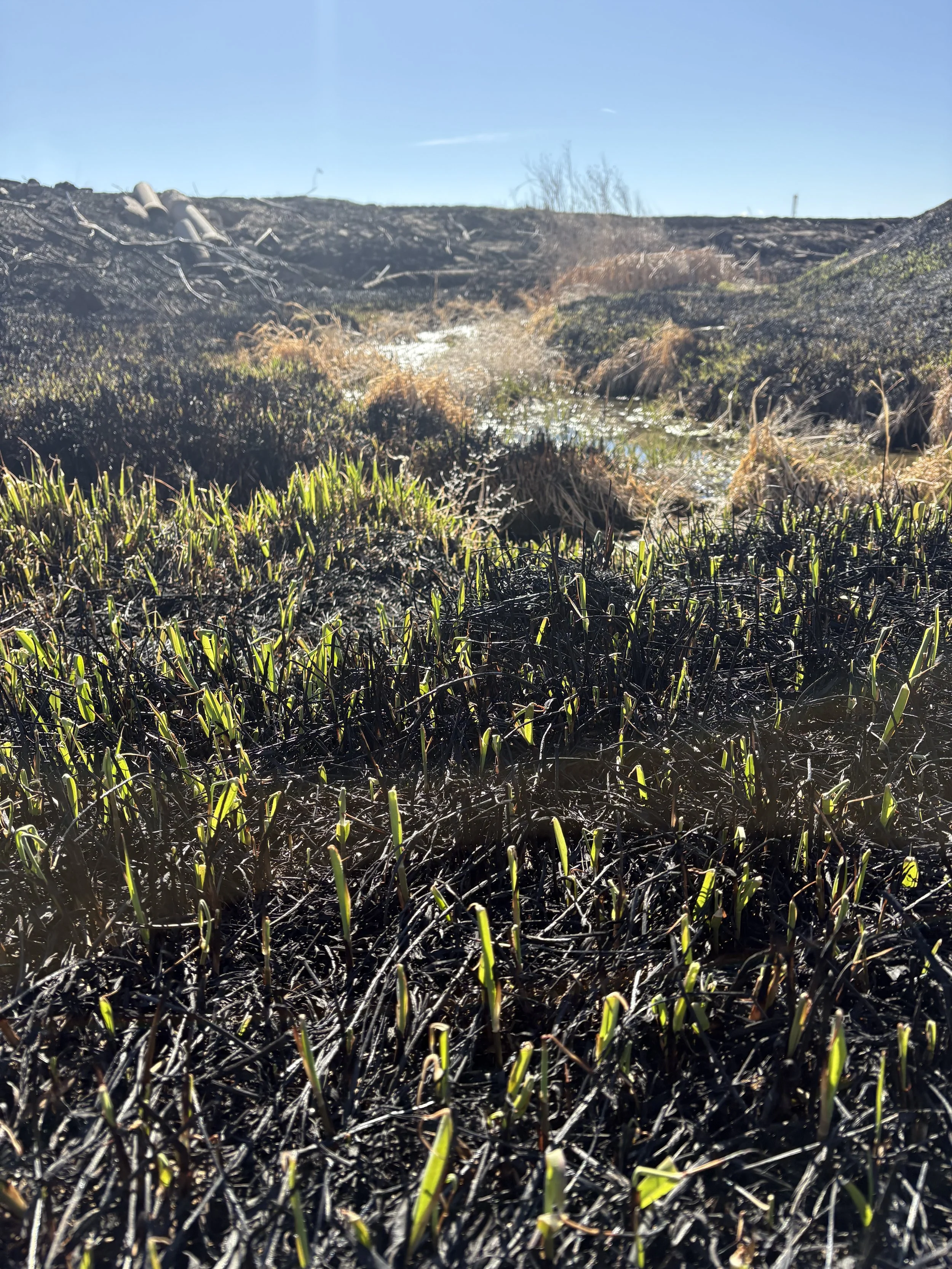 New green growth emerging after controlled burn, symbolizing healing after trauma therapy