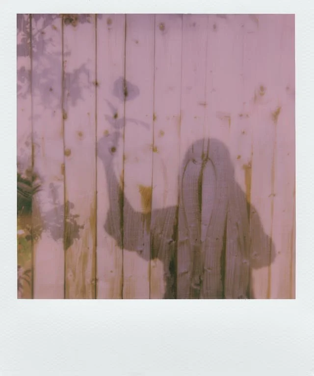 Polaroid of a person’s shadow holding a flower against a sunlit wooden fence, reflecting progress in ED recovery.