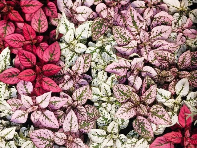 Red Polka Dot Plant Care Guide