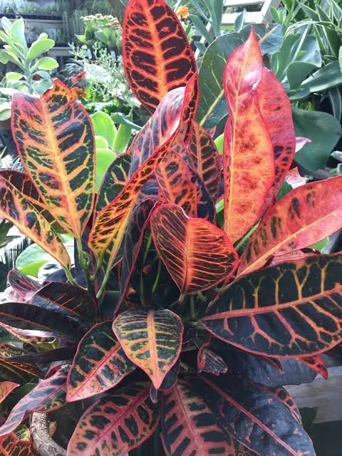 Croton Care Guide