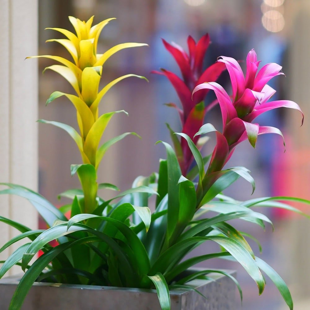 Bromeliad Care Guide