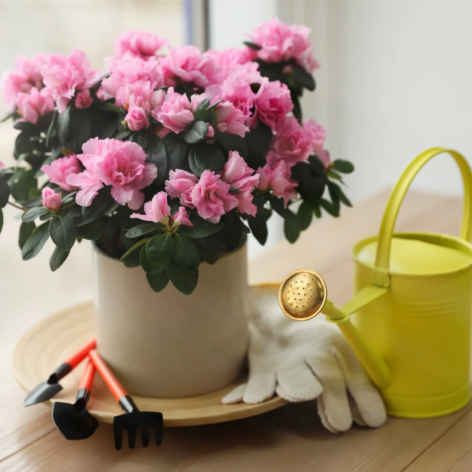 Florist Azalea Care Guide