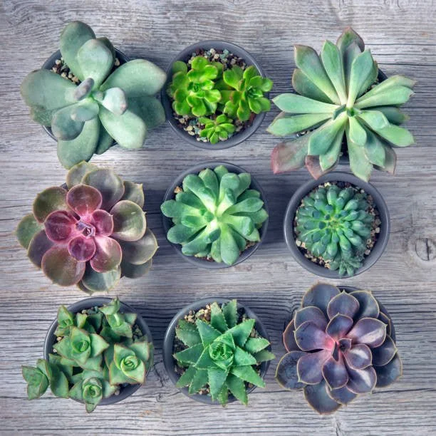 Assorted Succulent Care Guide
