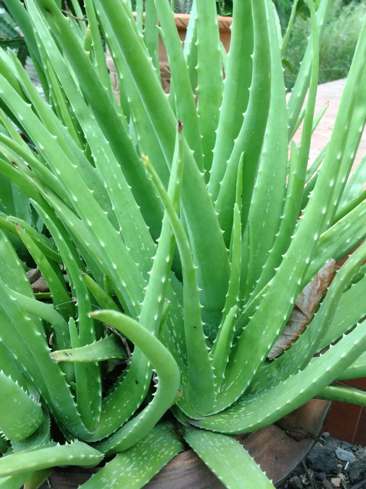 Aloe Vera Care Guide