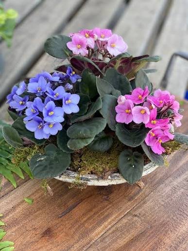African Violet Care Guide