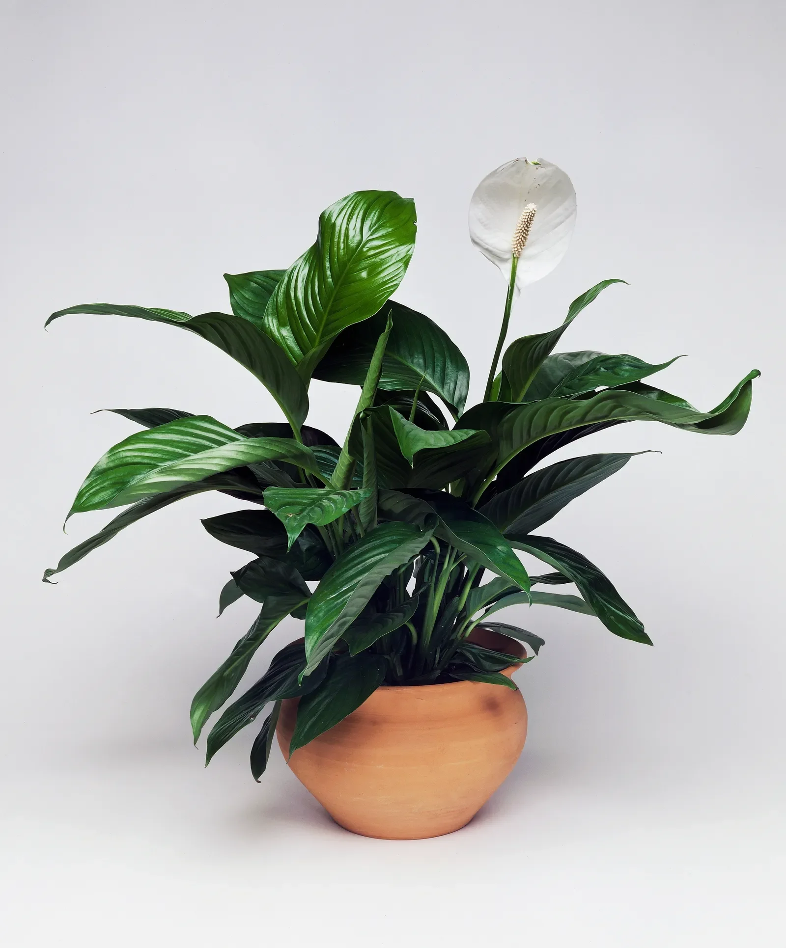 Peace Lily Care Guide