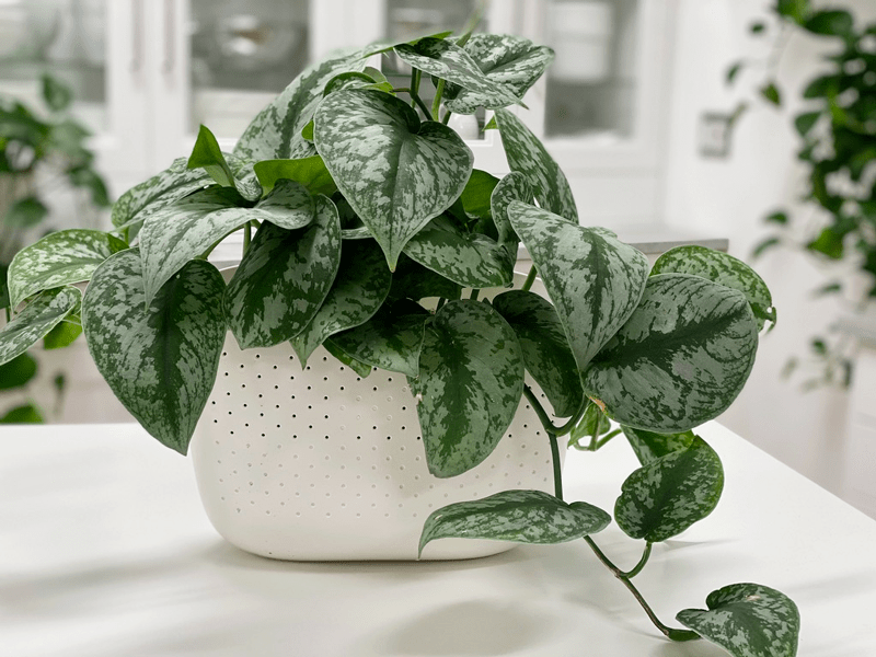 Satin/Silk Pothos Care Guide