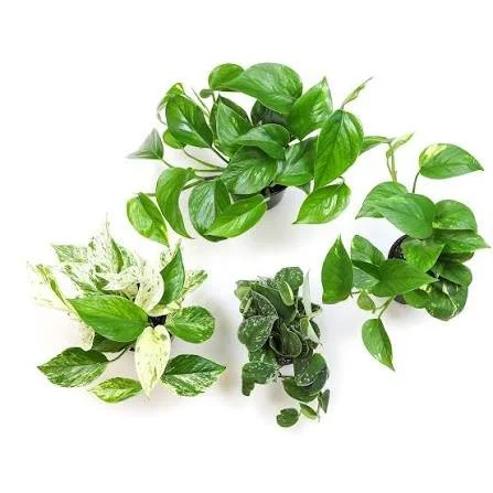 Pothos Care Guide