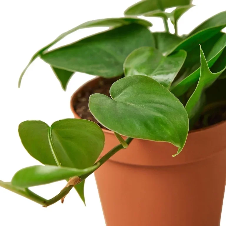 Philodendron Care Guide