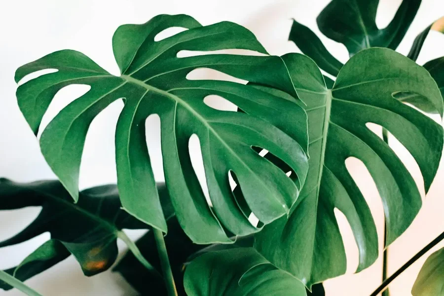 Monstera Care Guide