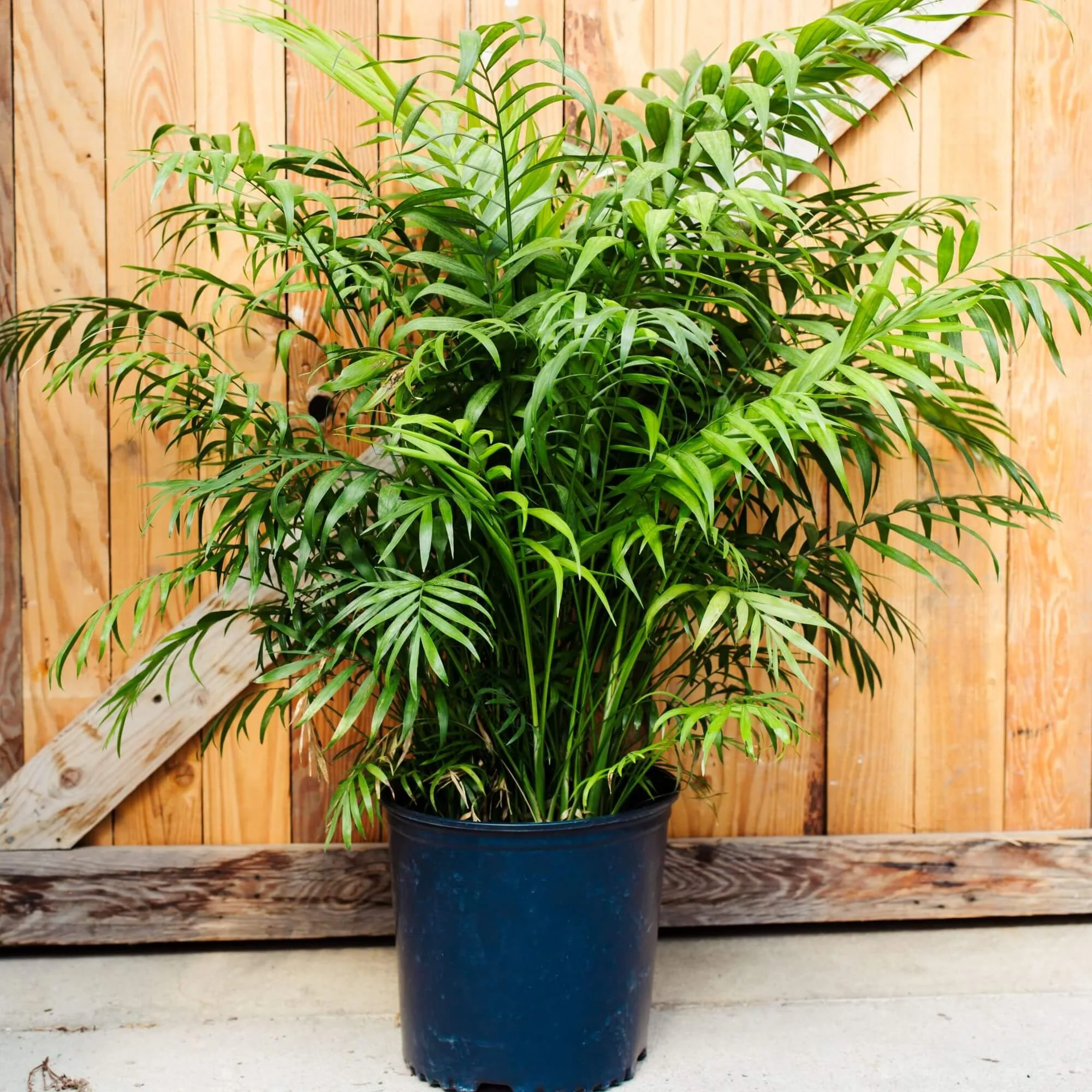 Neanthe Bella Palm Care Guide