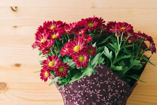 Potted Mum Care Guide
