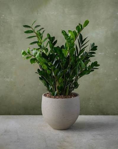 ZZ Plant Care Guide