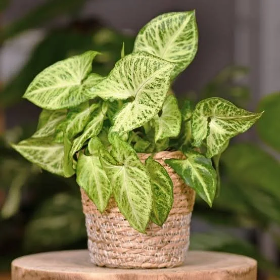 Syngonium Care Guide