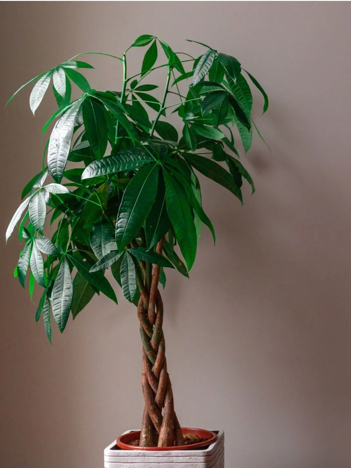 Money Tree Care Guide