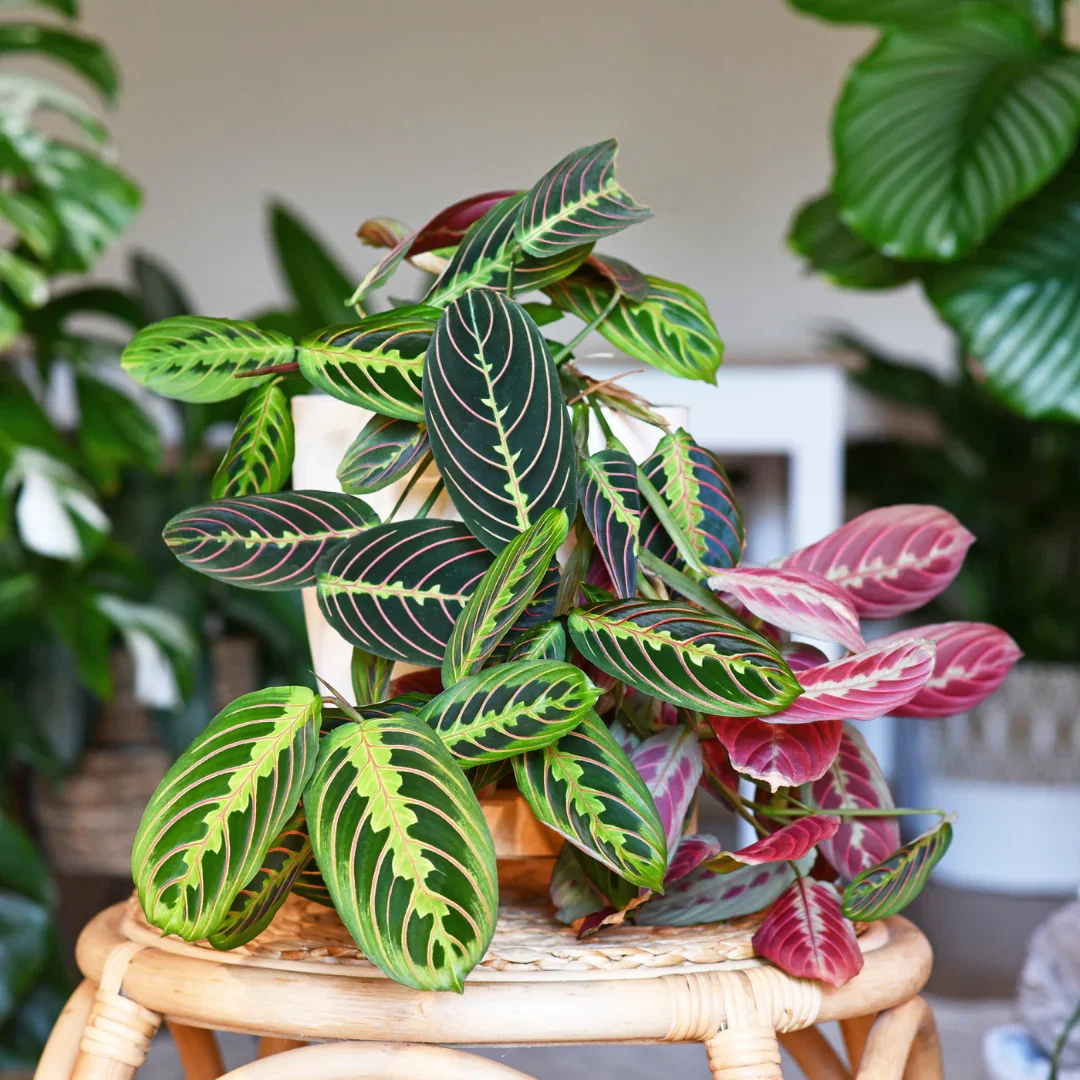 Prayer Plant Care Guide