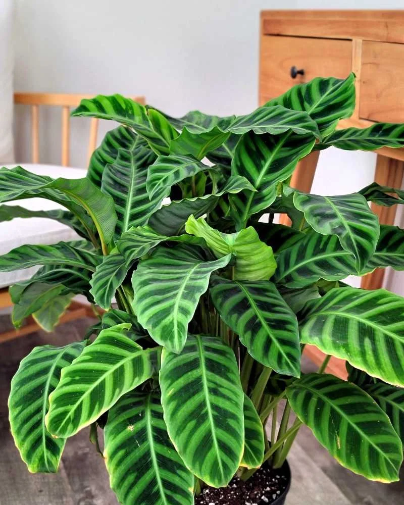 Calathea Care Guide