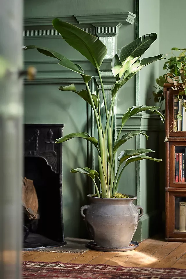 Bird of Paradise Care Guide