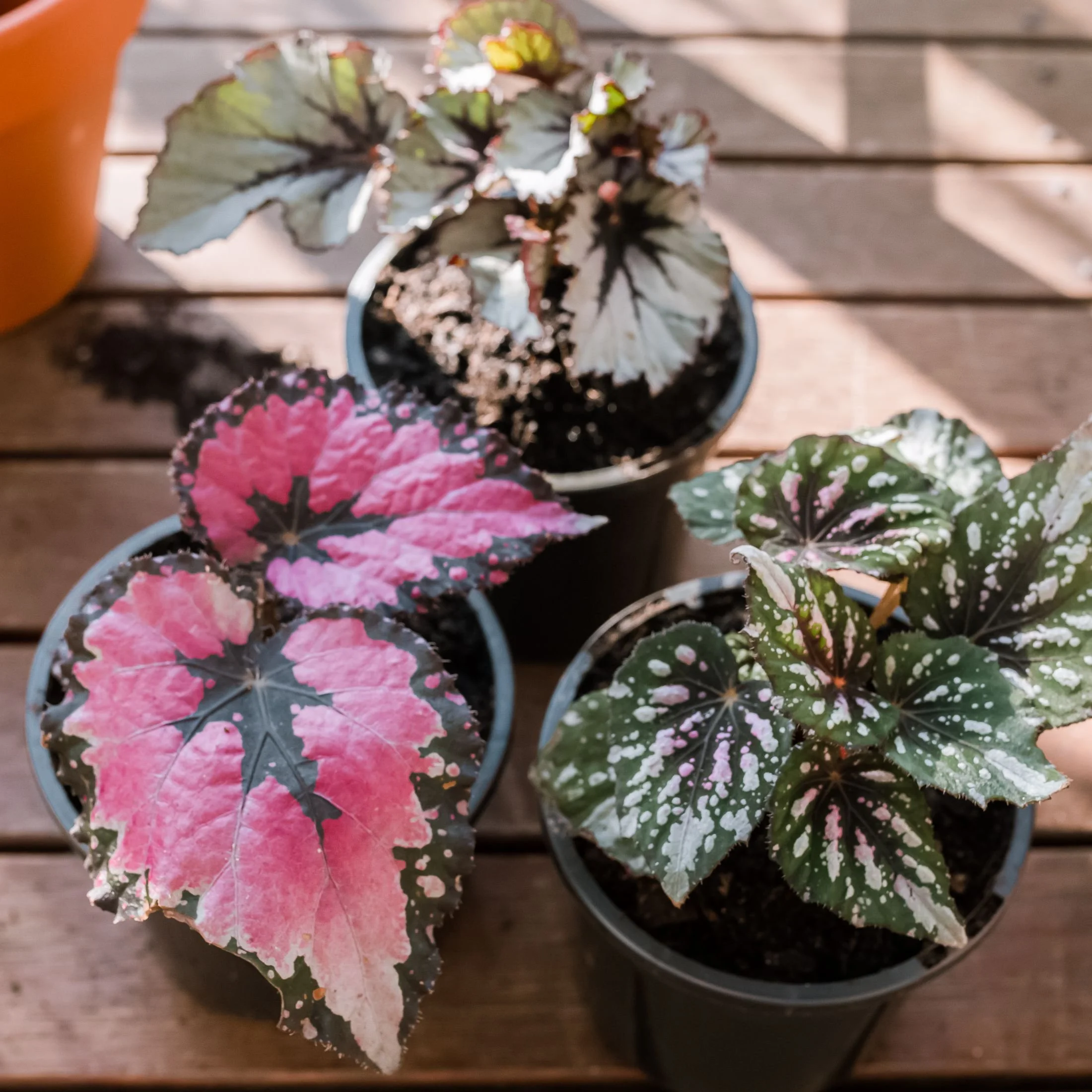 Rex Begonia Care Guide