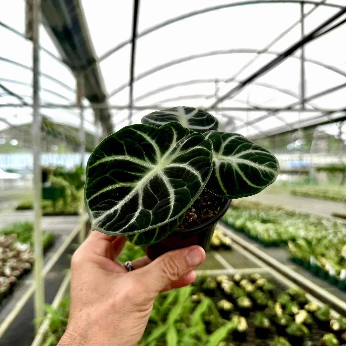 Alocasia ‘Ninja’ Care Guide