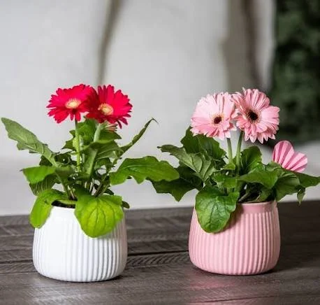Gerbera Daisy Care Guide