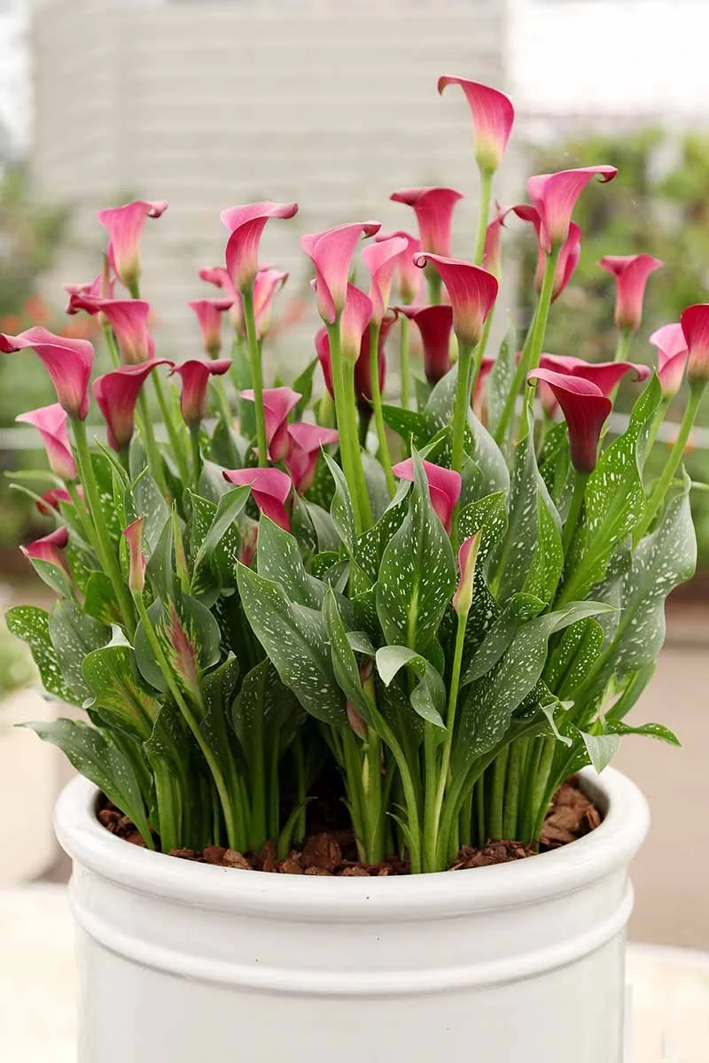 Calla Lily Care Guide