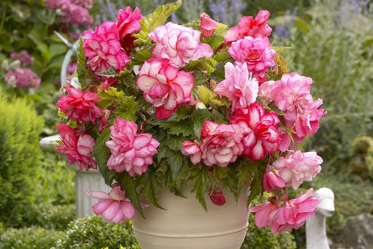 Rieger Begonia Care Guide