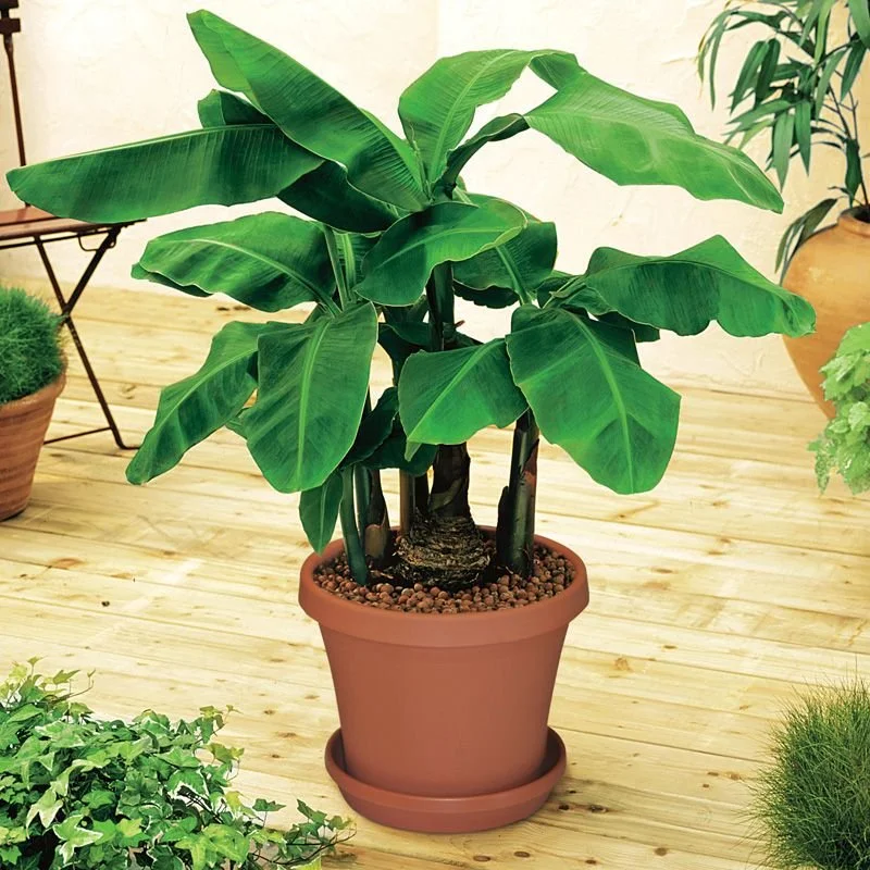 Super Dwarf Banana Care Guide