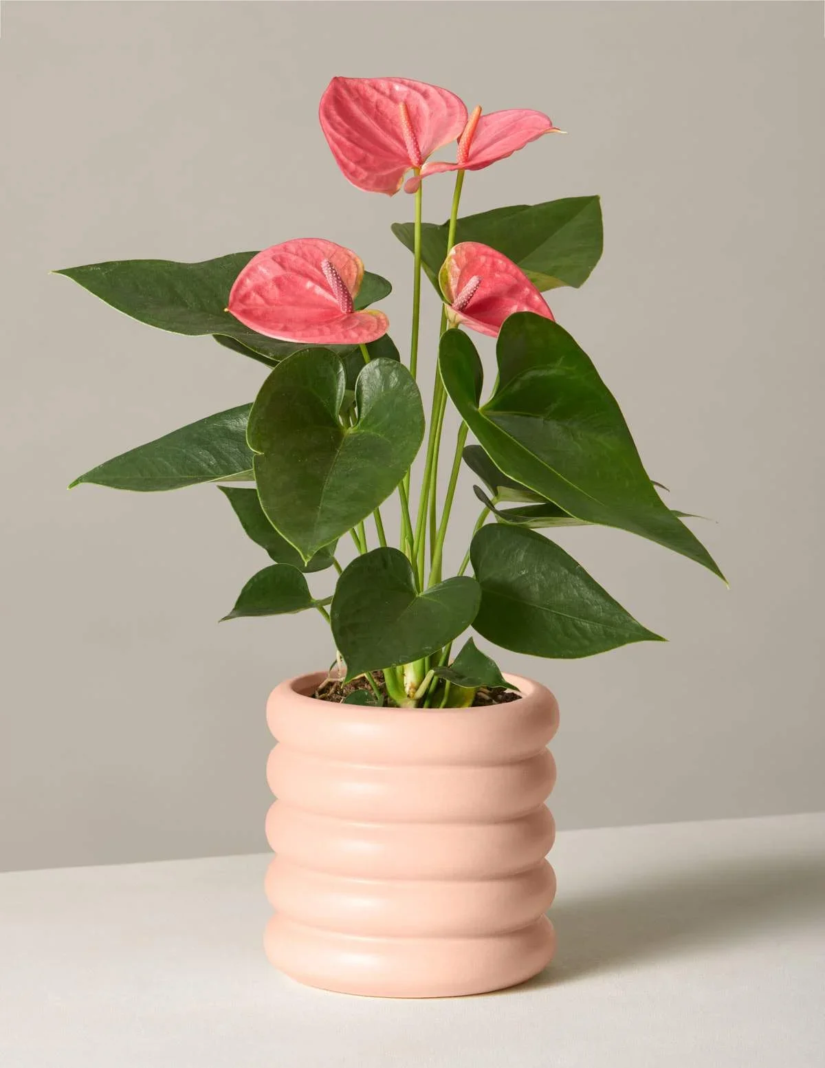 Anthurium Care Guide