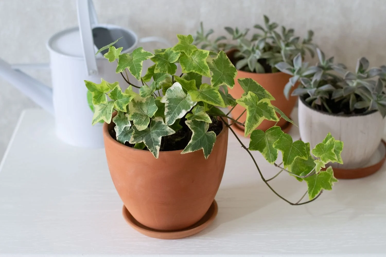 English Ivy Care Guide