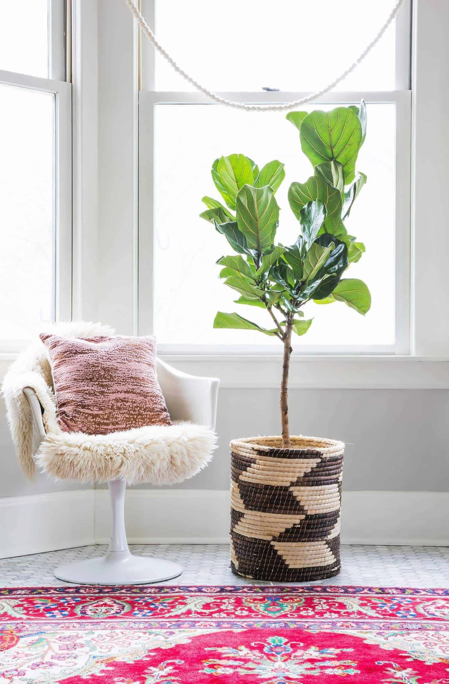 Fiddle Leaf Fig Care Guide