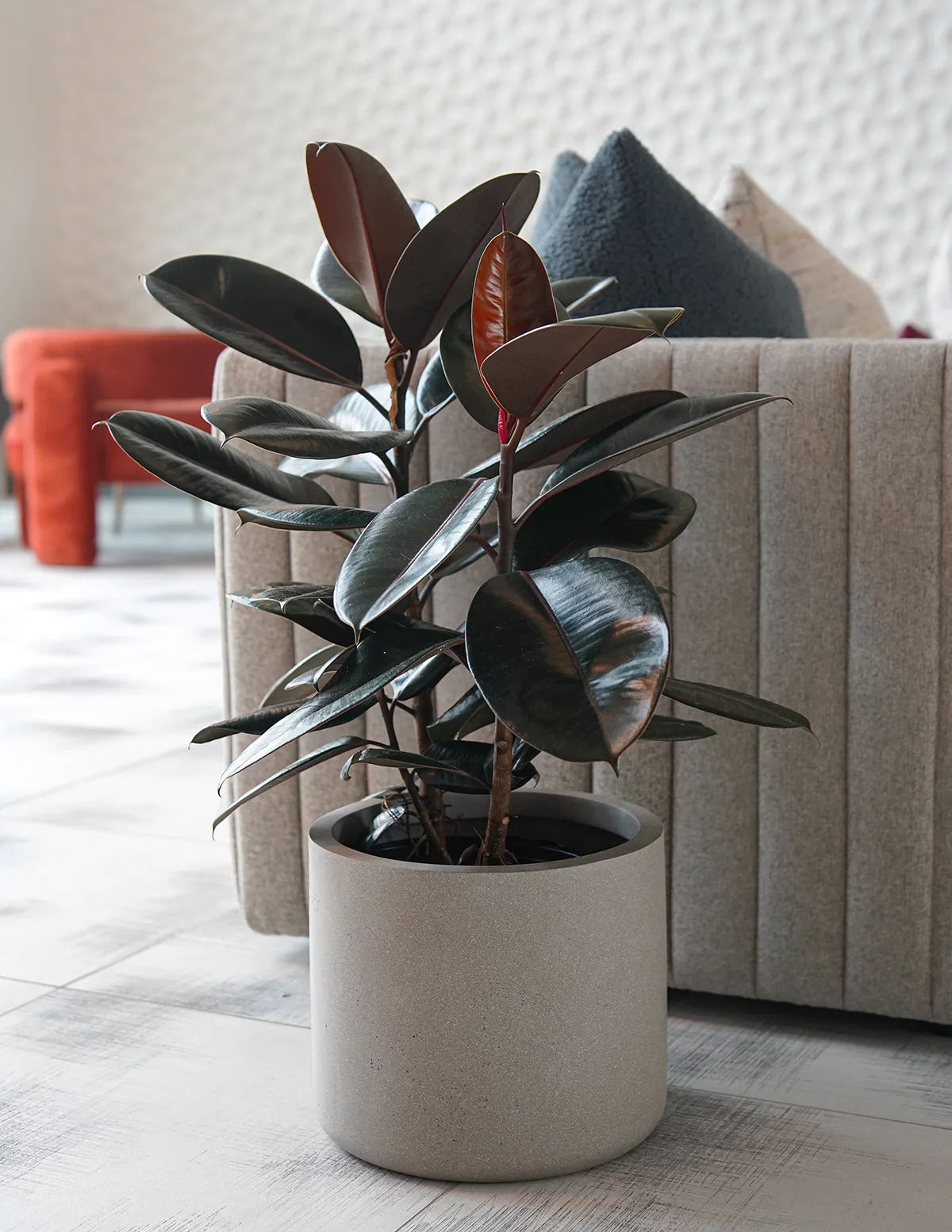 Burgundy Rubber Plant Care Guide