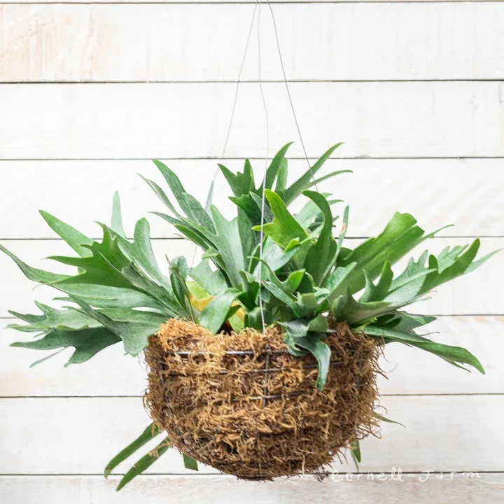 Staghorn Fern Care Guide
