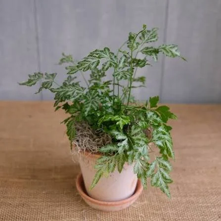 Silver Lace Fern Care Guide