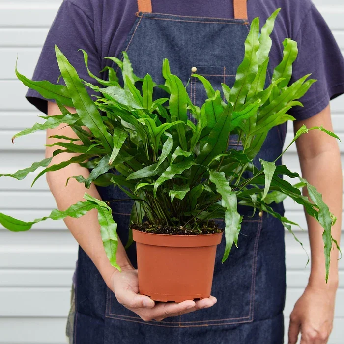 Kangaroo Paw Fern Care Guide