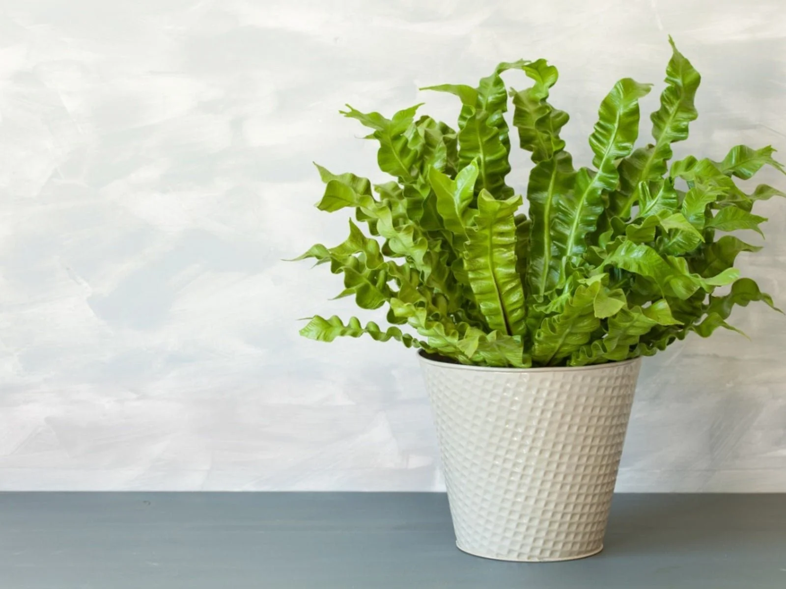 Bird’s Nest Fern Care Guide