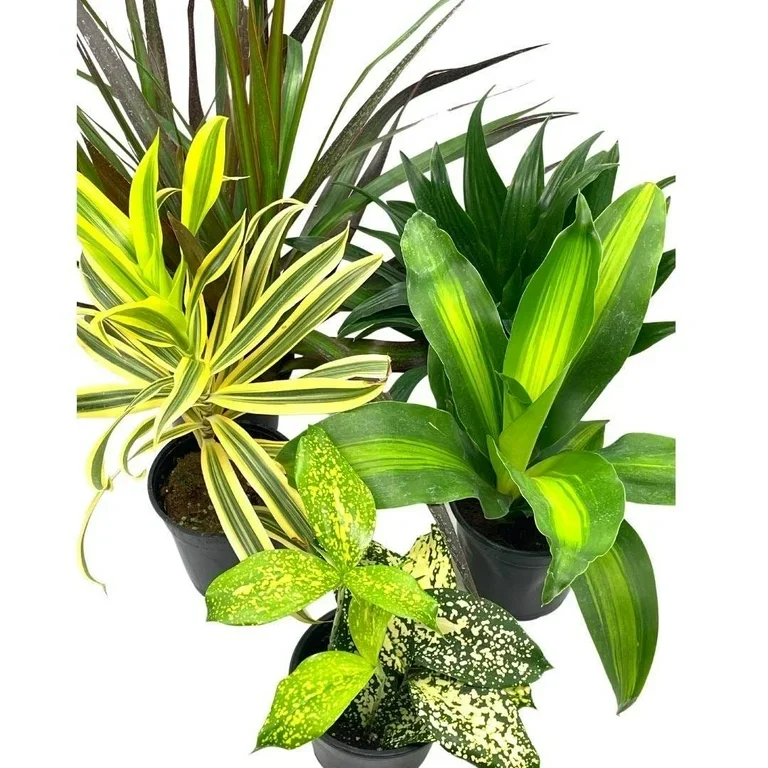 Dracaena Care Guide