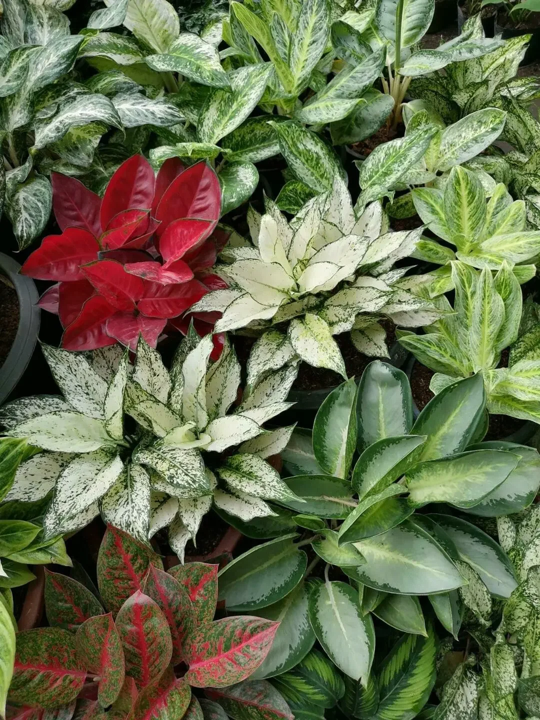 Aglaonema Care Guide