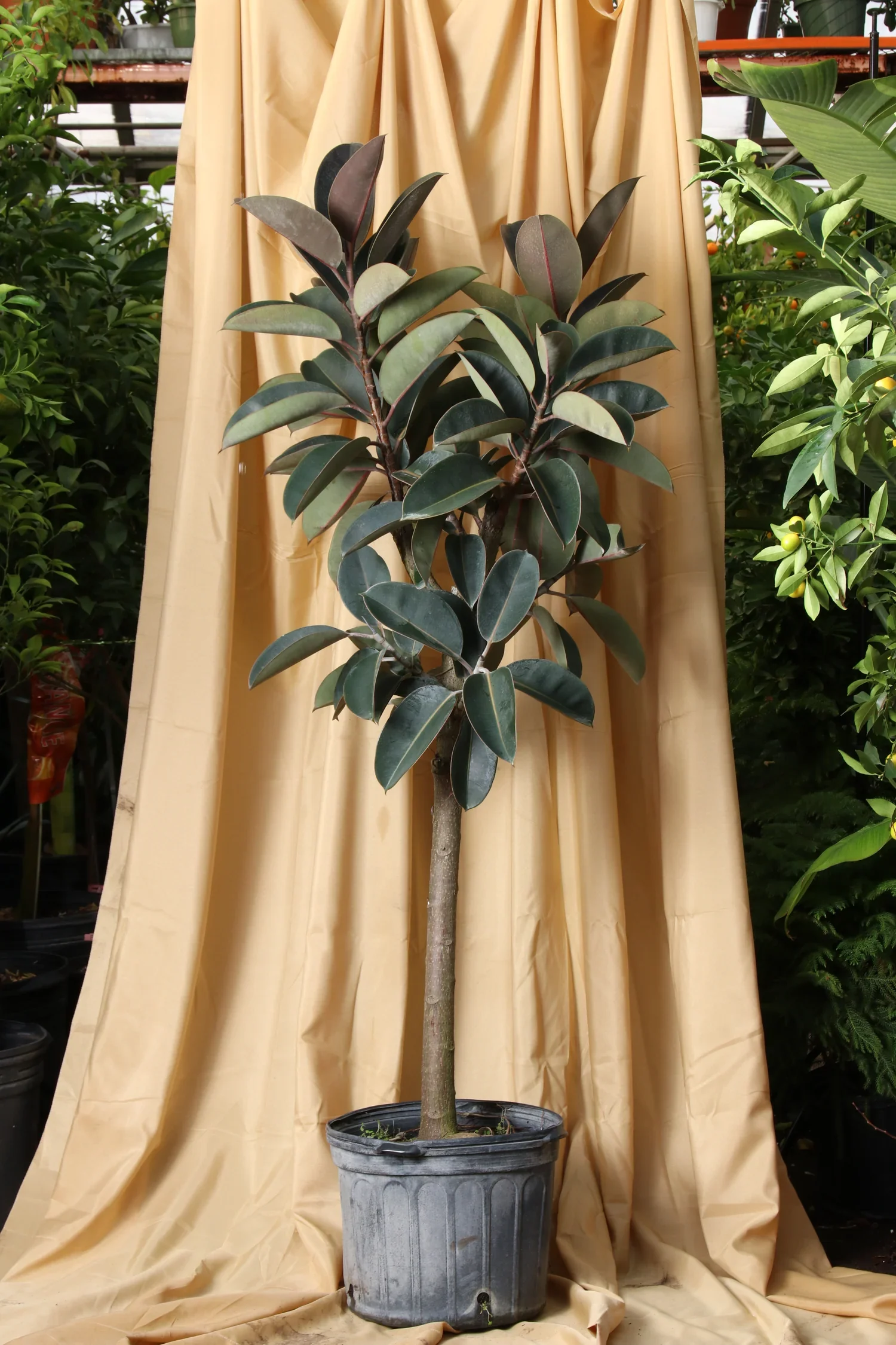 Rubber Tree Care Guide