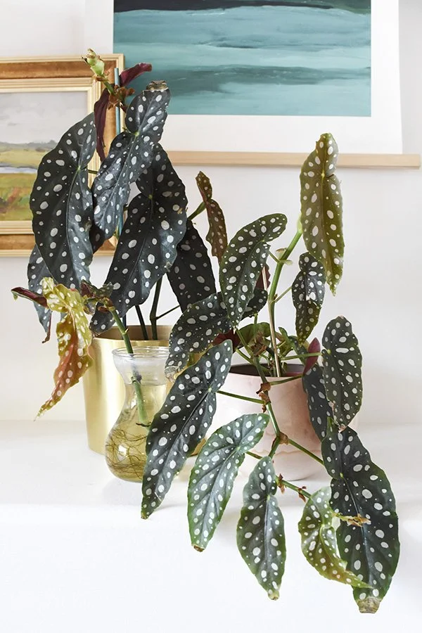 Angel Wing Begonia Care Guide